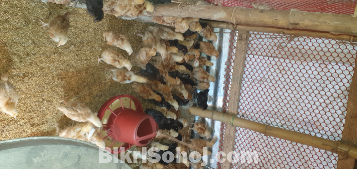 টাইগার মুরগী বাচ্চা
